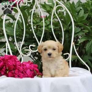 Kobe, Maltipoo Puppy